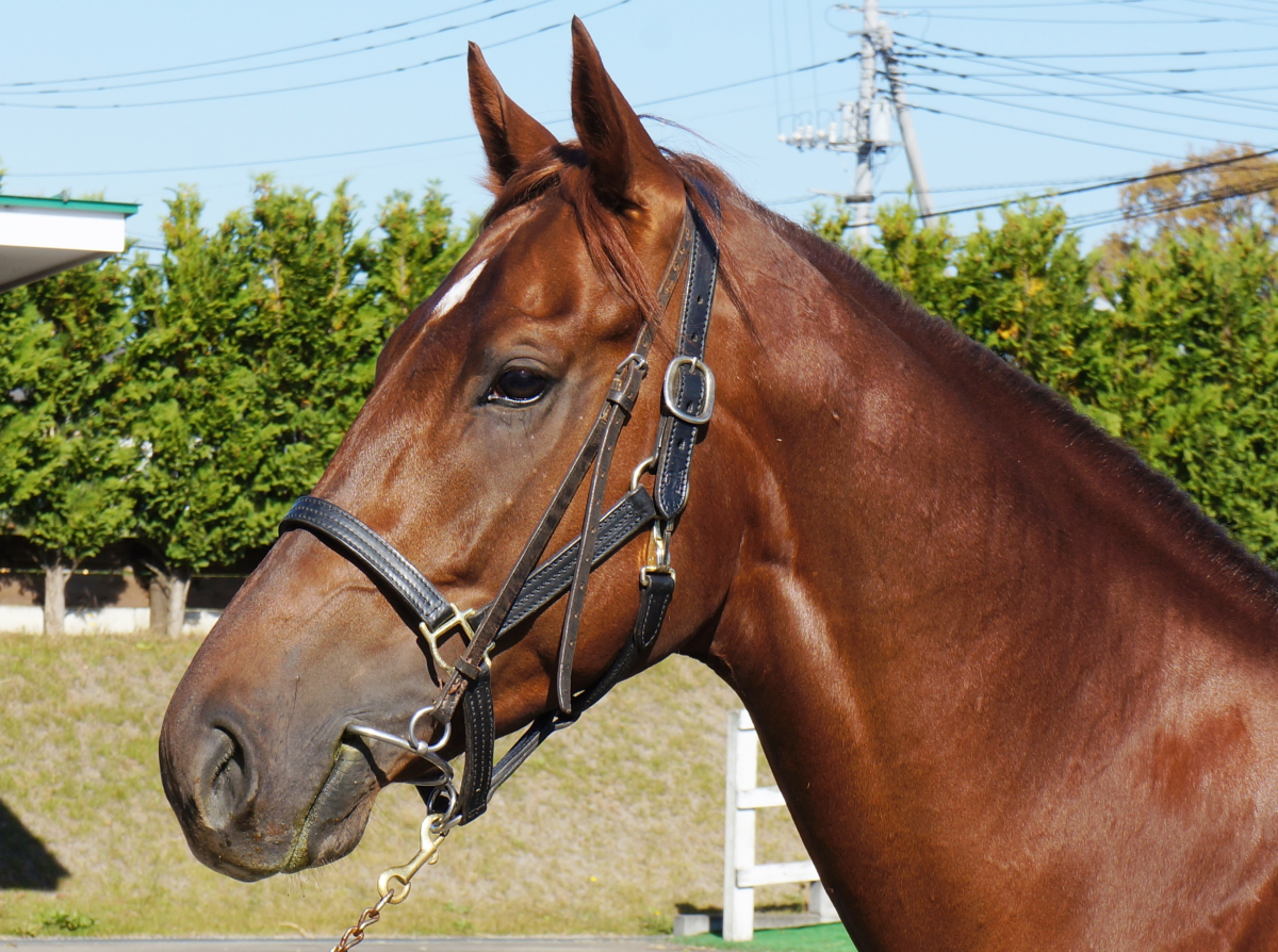 ハイチサングラス 牡4歳 ※地方競馬 在籍 | サラブレッド ハイチサングラス 牡4歳 ※地方競馬 在籍 | サラブレッド