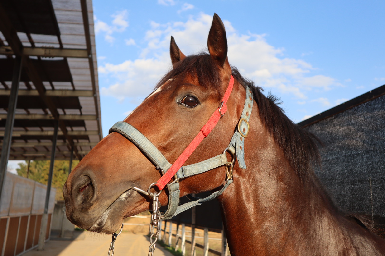 ベアサクシード 牡2歳 ※中央競馬 登録抹消 | サラブレッド