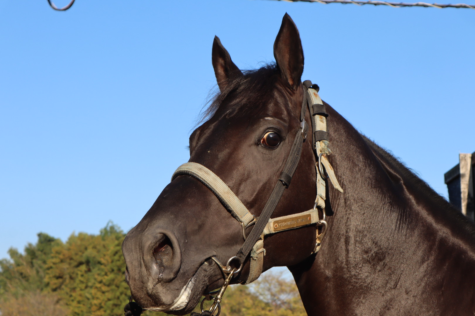 ビシャモンテン 牡５歳 ※地方競馬 在籍 | サラブレッドオークション