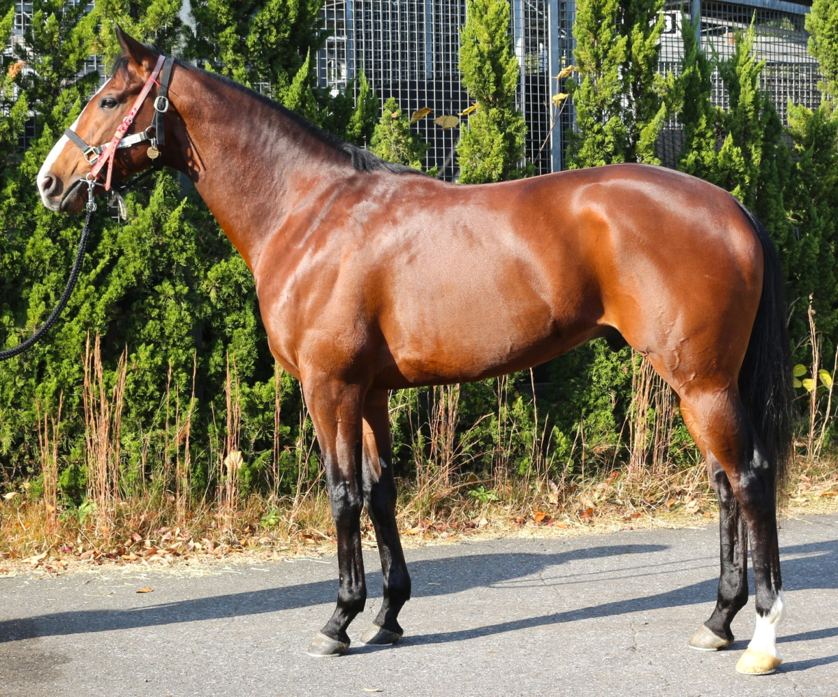 ロングウッド 牡３歳 ※中央競馬 登録抹消 | サラブレッドオークション