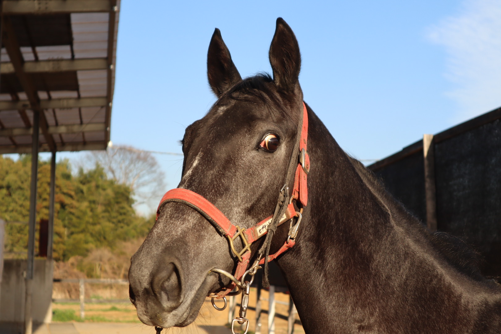 セプテントリオ 牝2歳 ※中央競馬 登録抹消 | サラブレッド