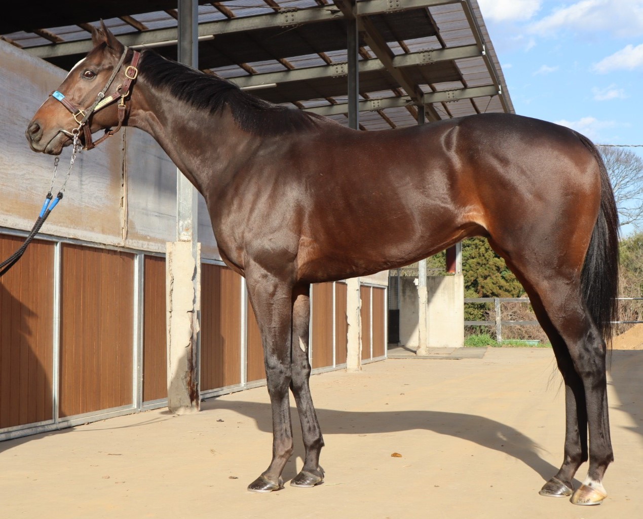 ポートロイヤル セン7歳 ※中央競馬 登録抹消 | サラブレッドオークション