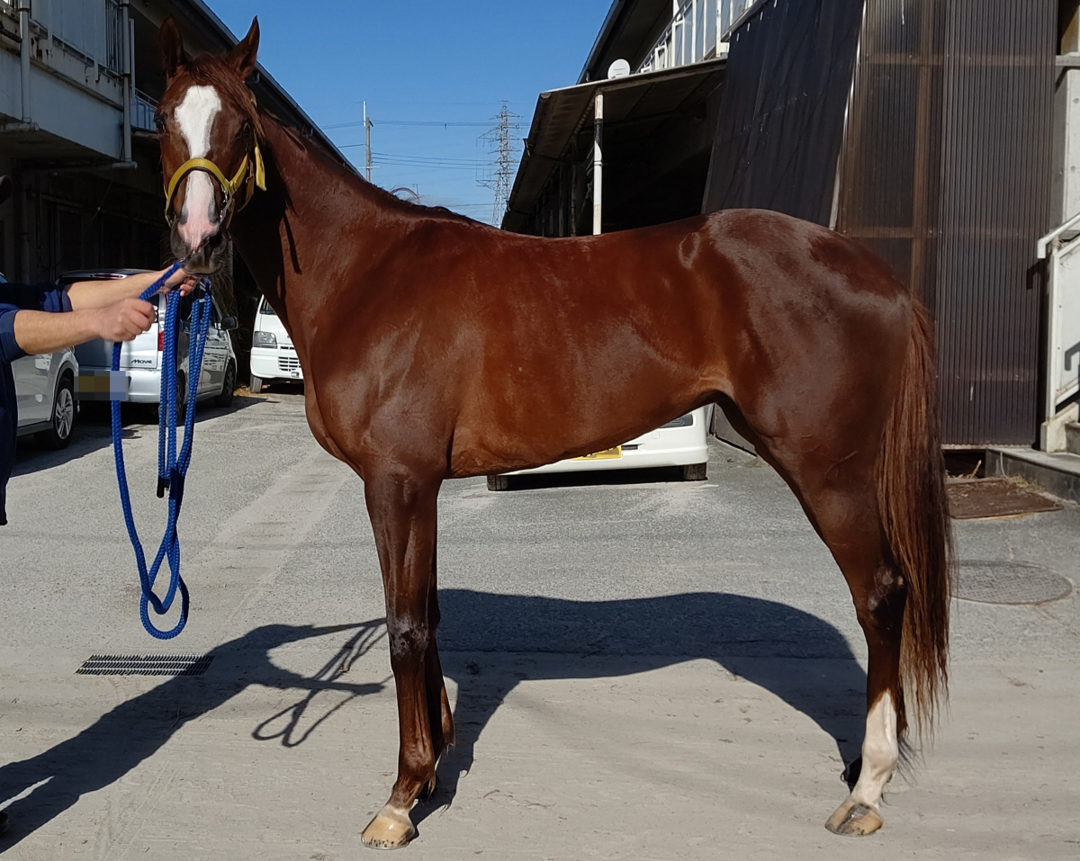 オルタンシア 牝2歳 ※地方競馬 在籍 | サラブレッドオークション