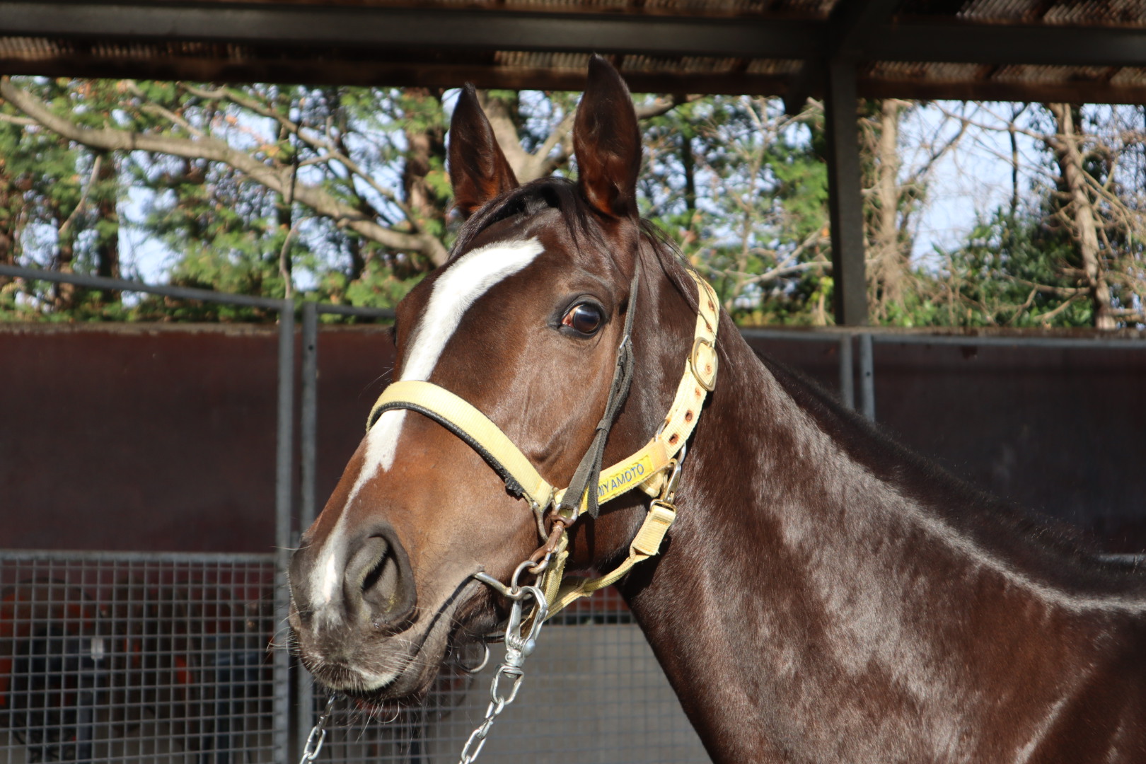 競馬 THE LINK 絶対連動 発見！永遠に続くJRA馬番リンク 競馬王 2024年4月号（2024.3.8発売） - 株式会社ガイドワークス
