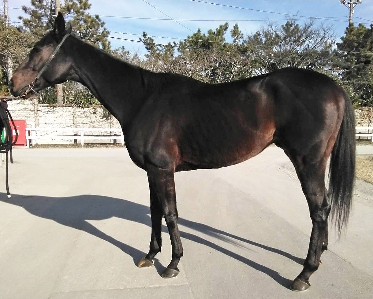 ビートマジック セン7歳 ※地方競馬 在籍 | サラブレッド