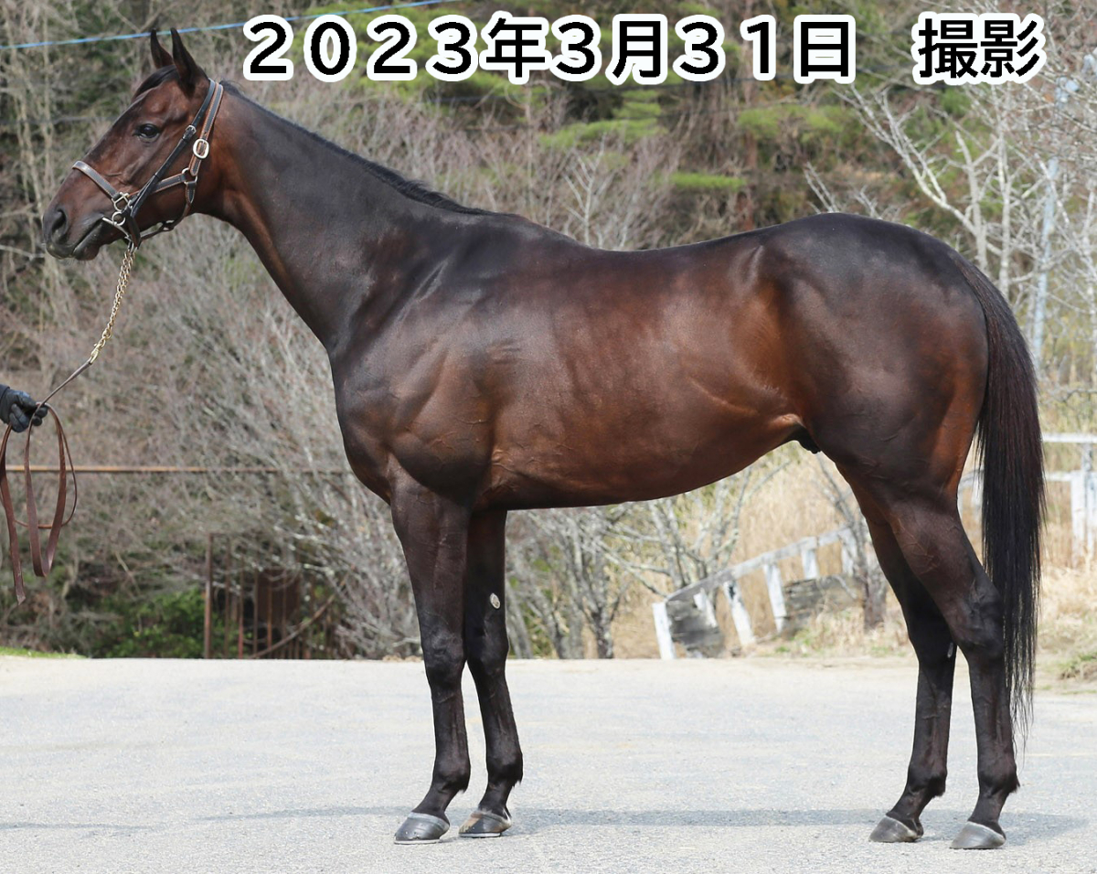 ビートマジック セン7歳 ※地方競馬 在籍 | サラブレッド