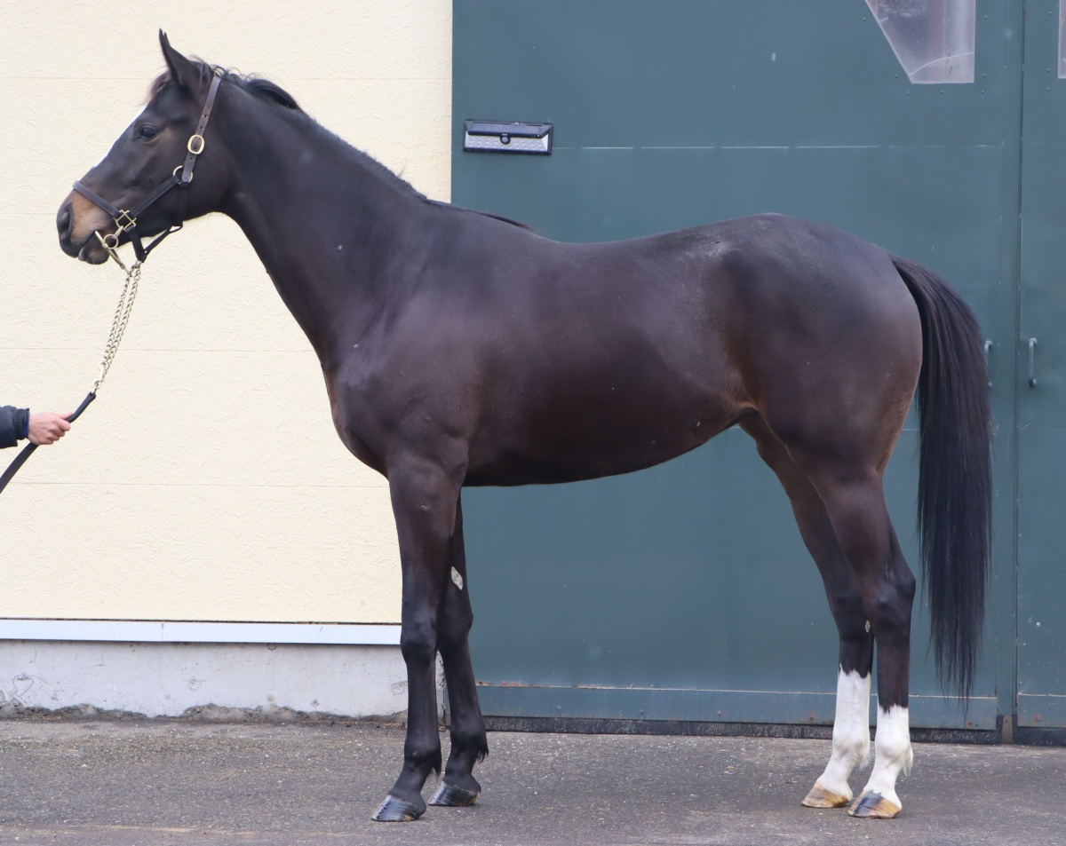 Amazon.co.jp: まねき馬 カード No.071 競馬カード チェック