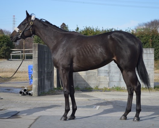 インターセプト 牝3歳 ※地方競馬 在籍 | サラブレッドオークション