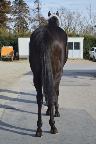 インターセプト 牝3歳 ※地方競馬 在籍 | サラブレッドオークション インターセプト 牝3歳 ※地方競馬 在籍 | サラブレッドオークション