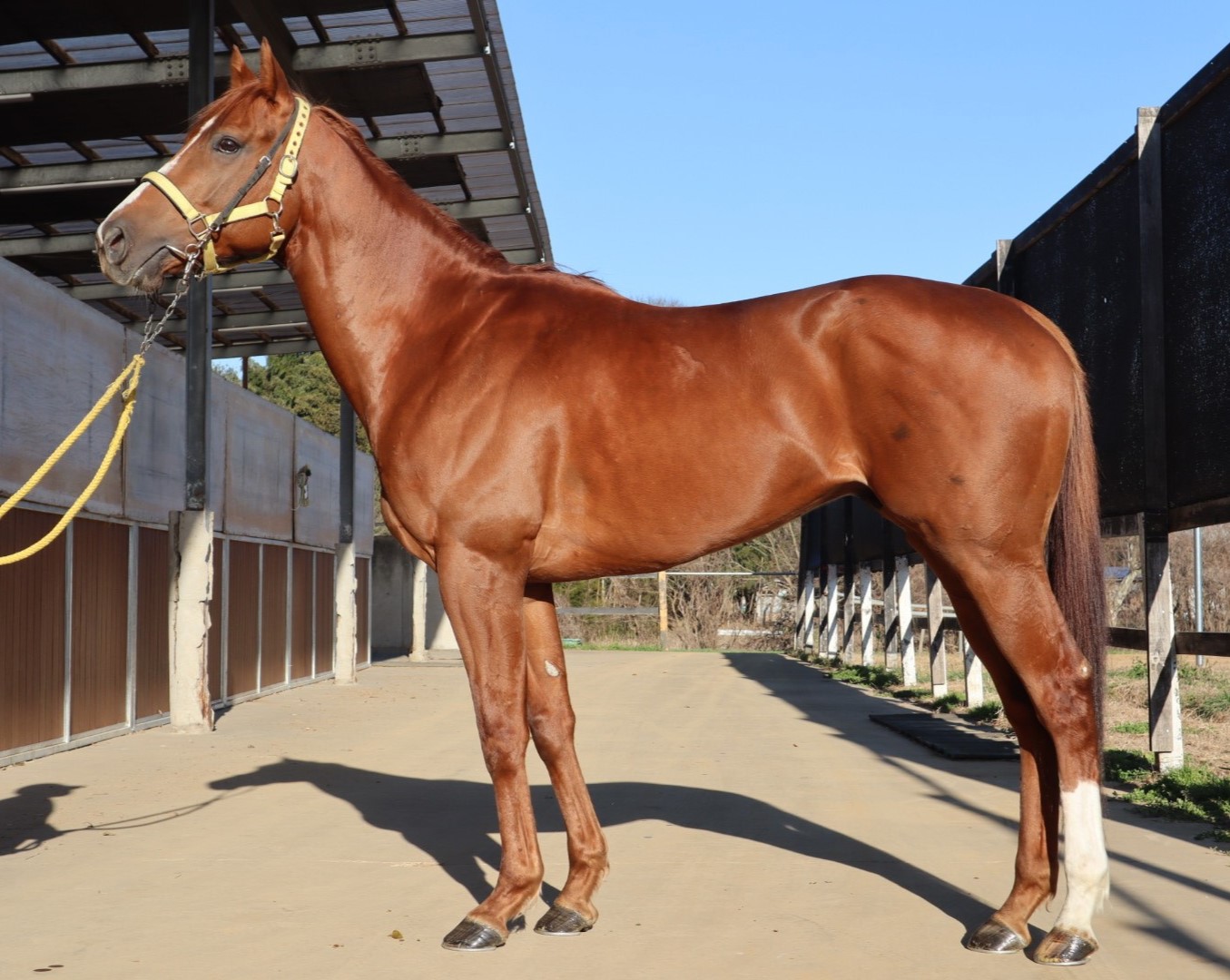 ゴルトレオパルト 牡4歳 ※地方競馬 在籍 | サラブレッド