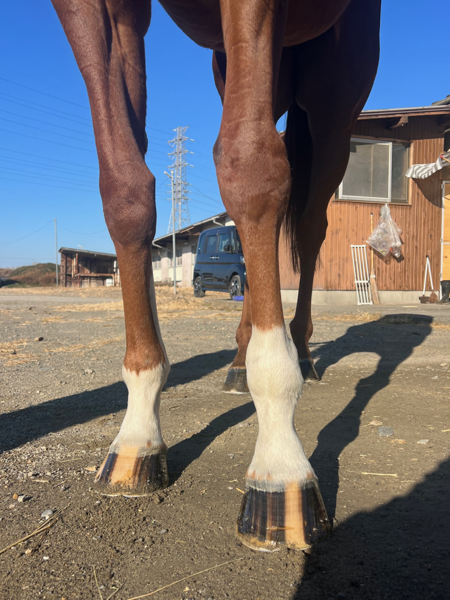 サハラントアジア 牝5歳 ※地方競馬 在籍 | サラブレッド