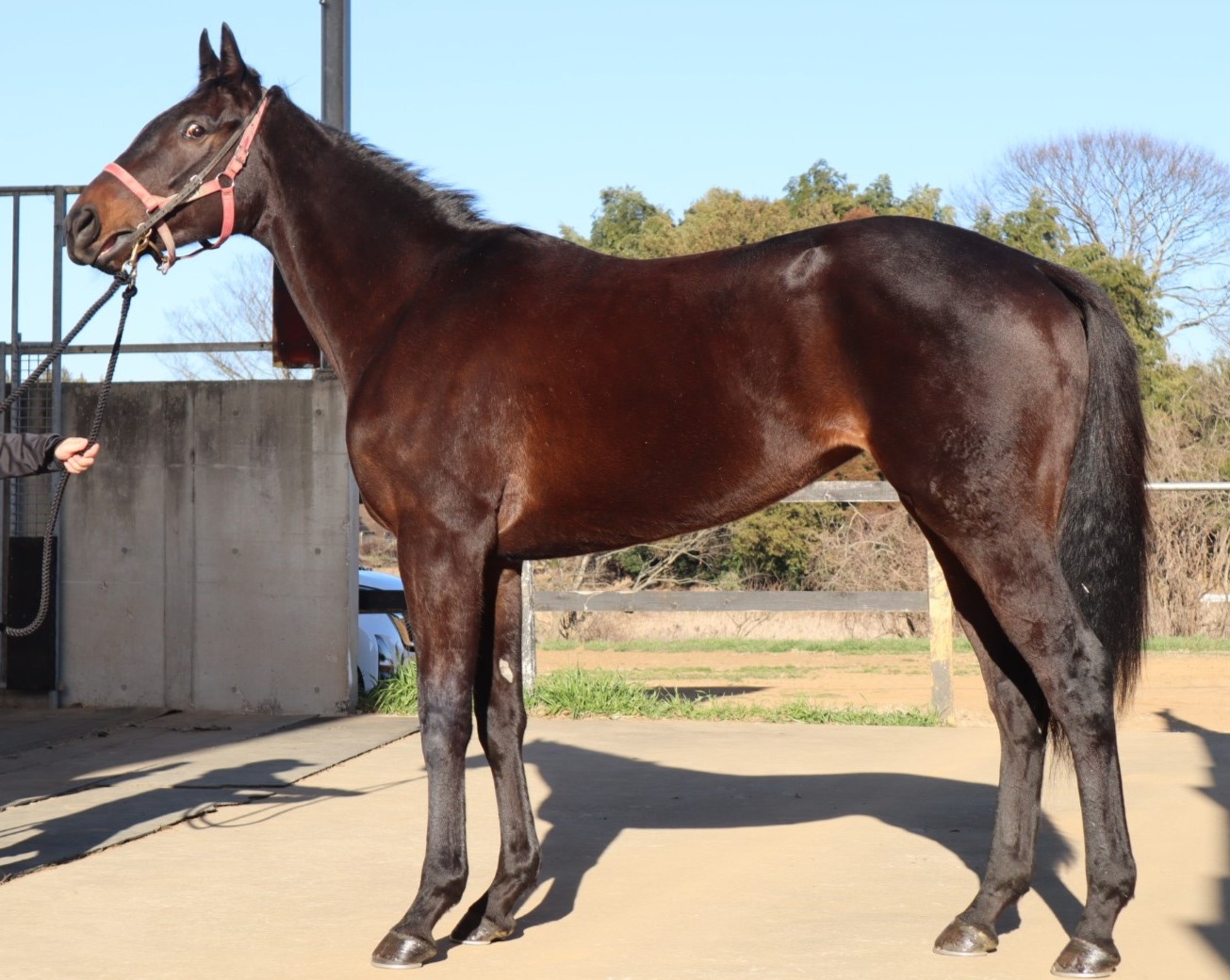 サンマルク 牝3歳 ※中央競馬 登録抹消 | サラブレッドオークション サンマルク 牝3歳 ※中央競馬 登録抹消 | サラブレッドオークション