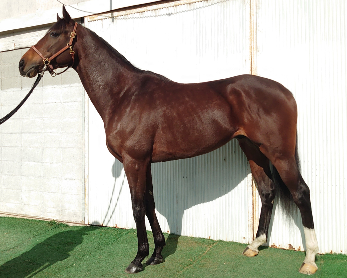 henson リング レア　最終値下げ Full Moon ◇K24 Pure Gold +Silver Ring◇純金+銀◇満月の指輪/リング