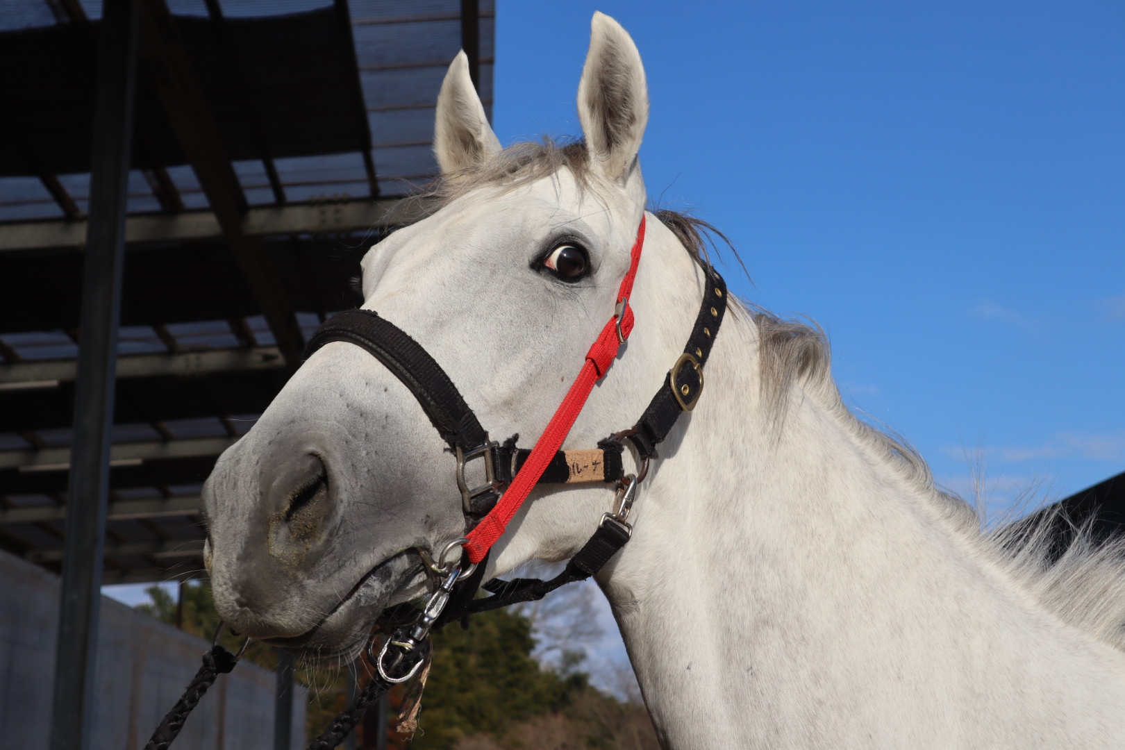 ルーナビアンカ 牝3歳 ※中央競馬 登録抹消 | サラブレッド