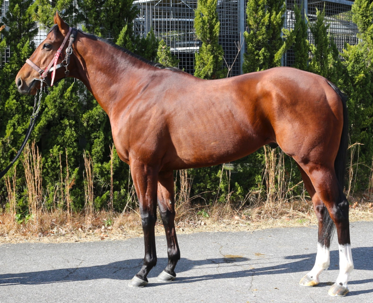 ホープインザダーク 牡5歳 ※中央競馬 登録抹消 | サラブレッド