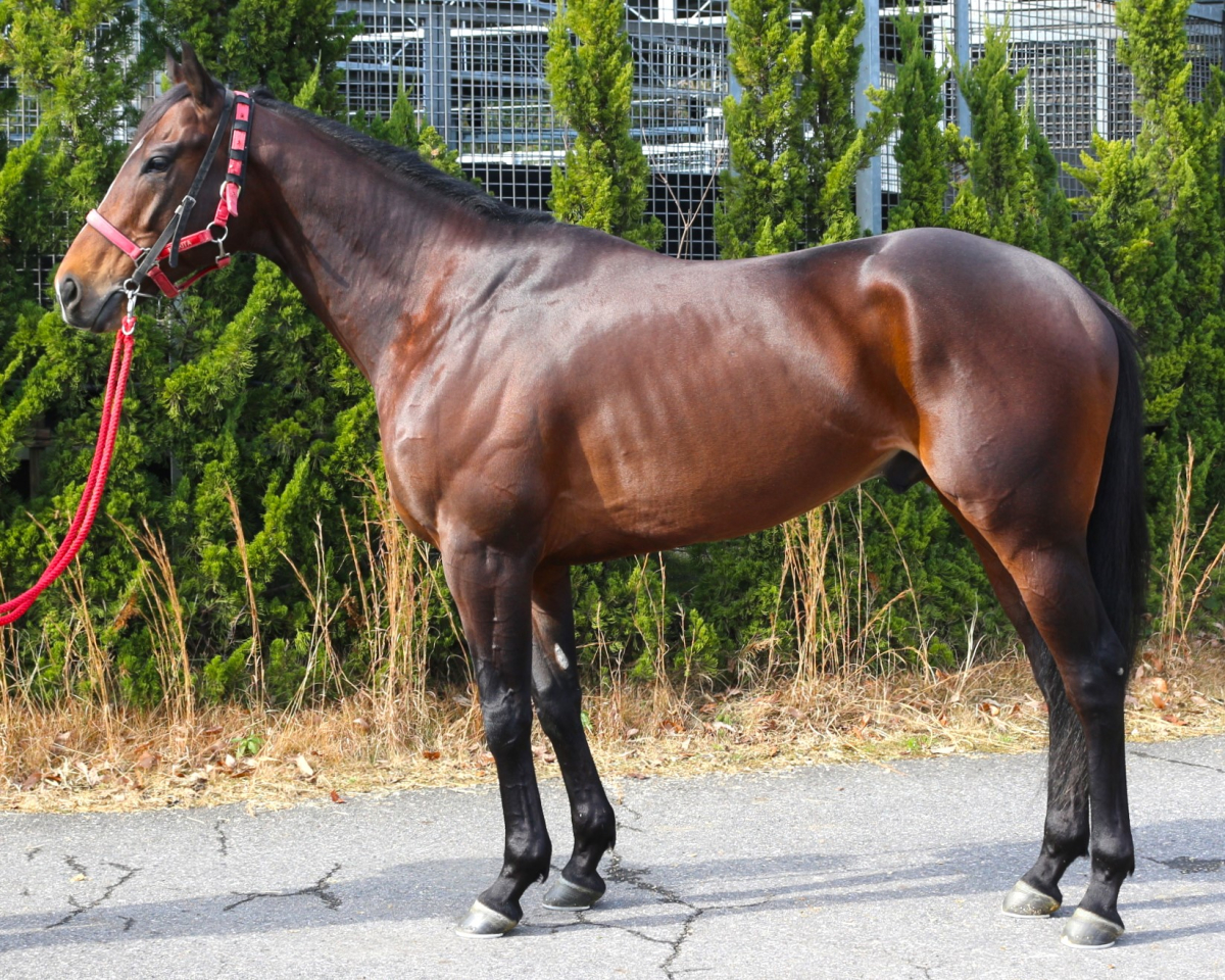 ヴォルゴグラード 牡５歳 ※中央競馬 登録抹消 | サラブレッドオークション