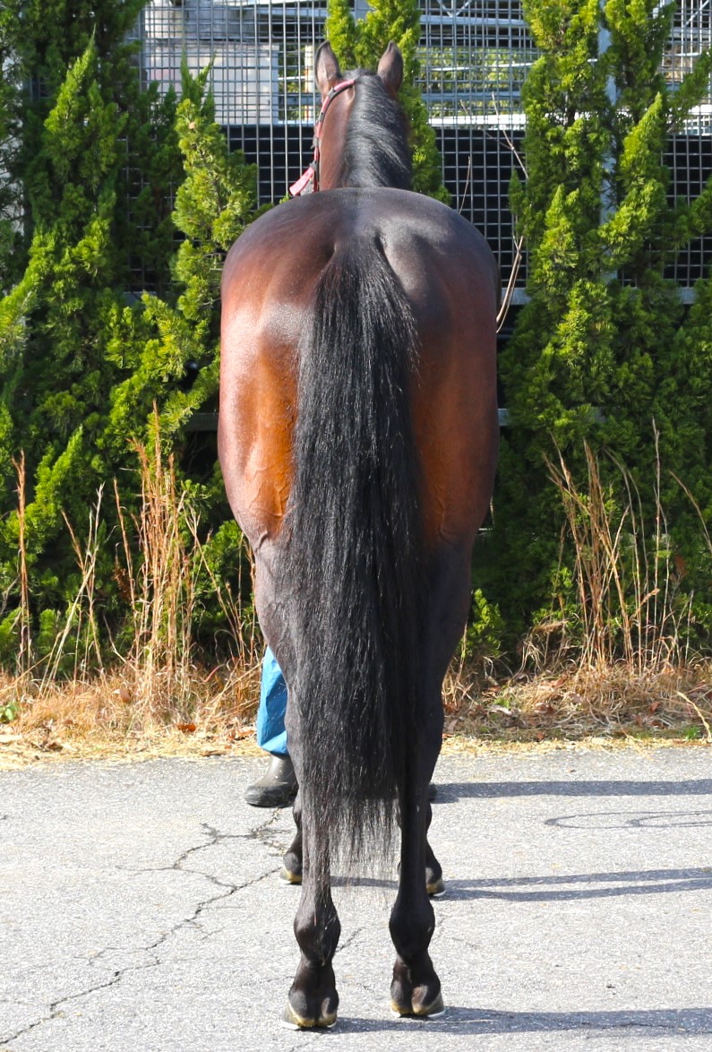 ヴォルゴグラード 牡5歳 ※中央競馬 登録抹消 | サラブレッド