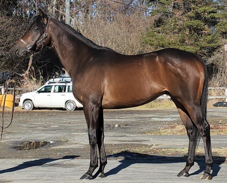 ホウオウバーデン 牡４歳 ※地方競馬 在籍 | サラブレッドオークション