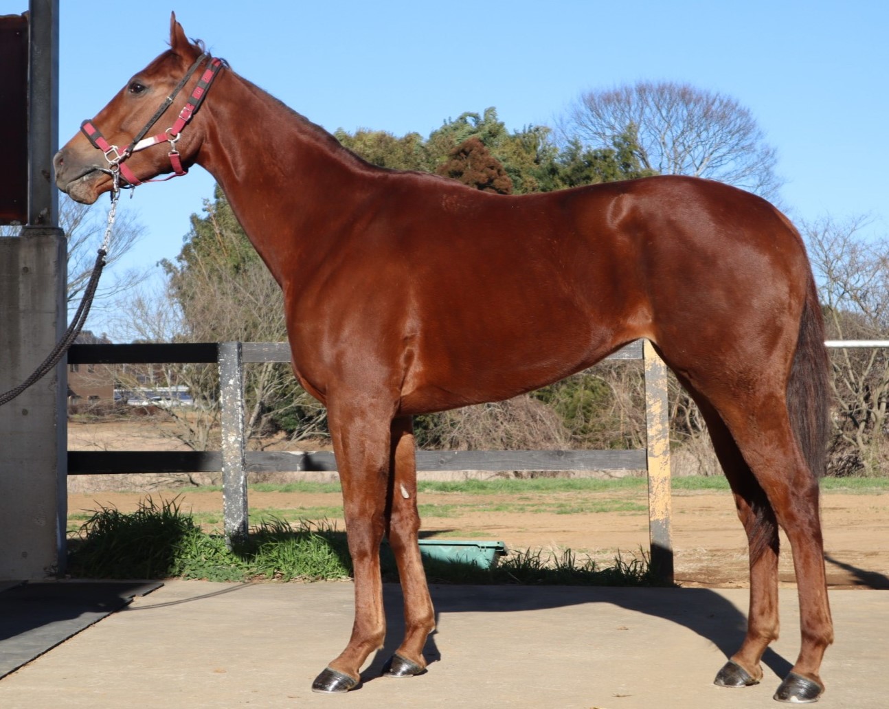 ボンウィークエンド セン3歳 ※地方競馬 在籍 | サラブレッド