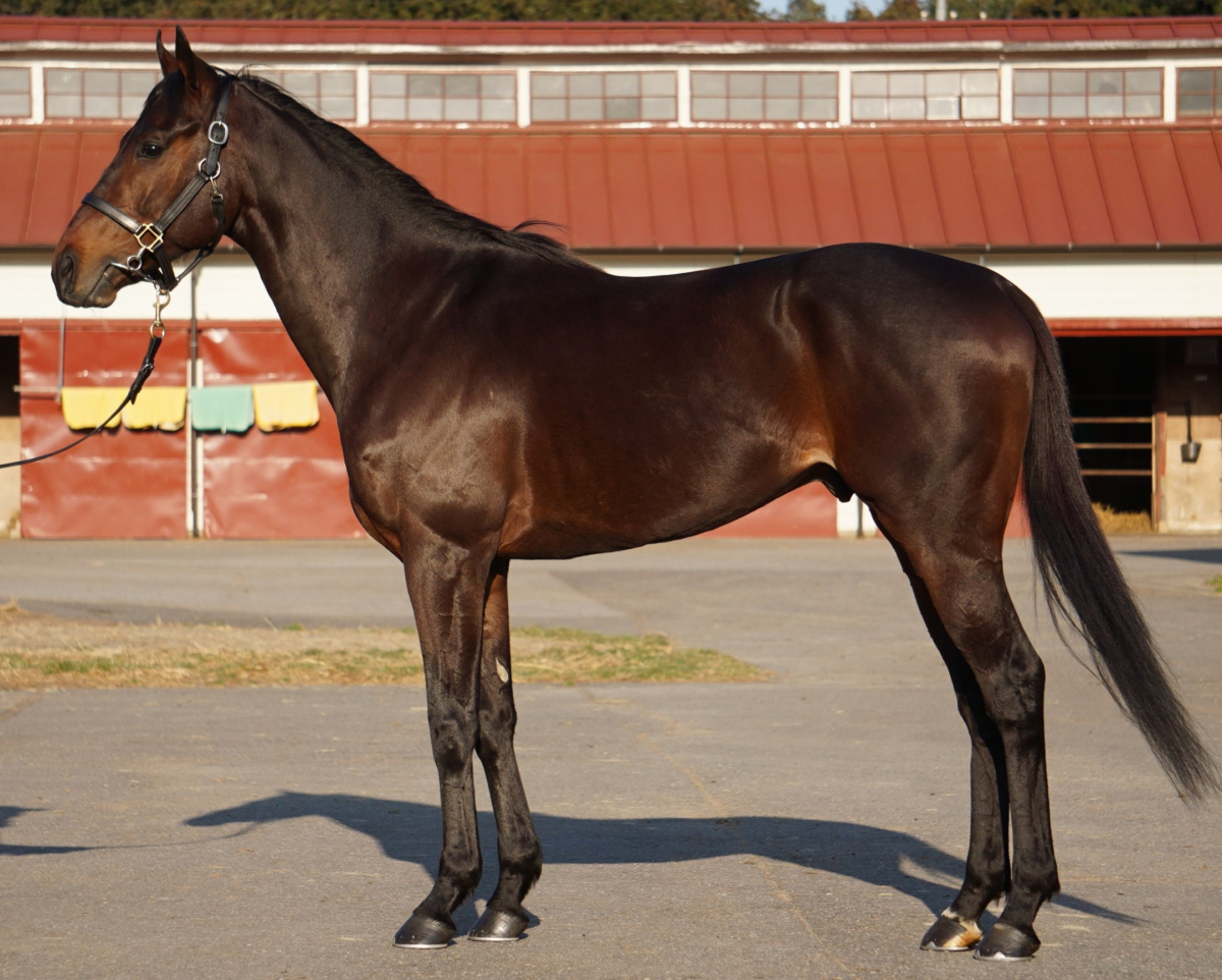 ブローヴェイス 牡5歳 ※中央競馬 登録抹消 | サラブレッドオークション