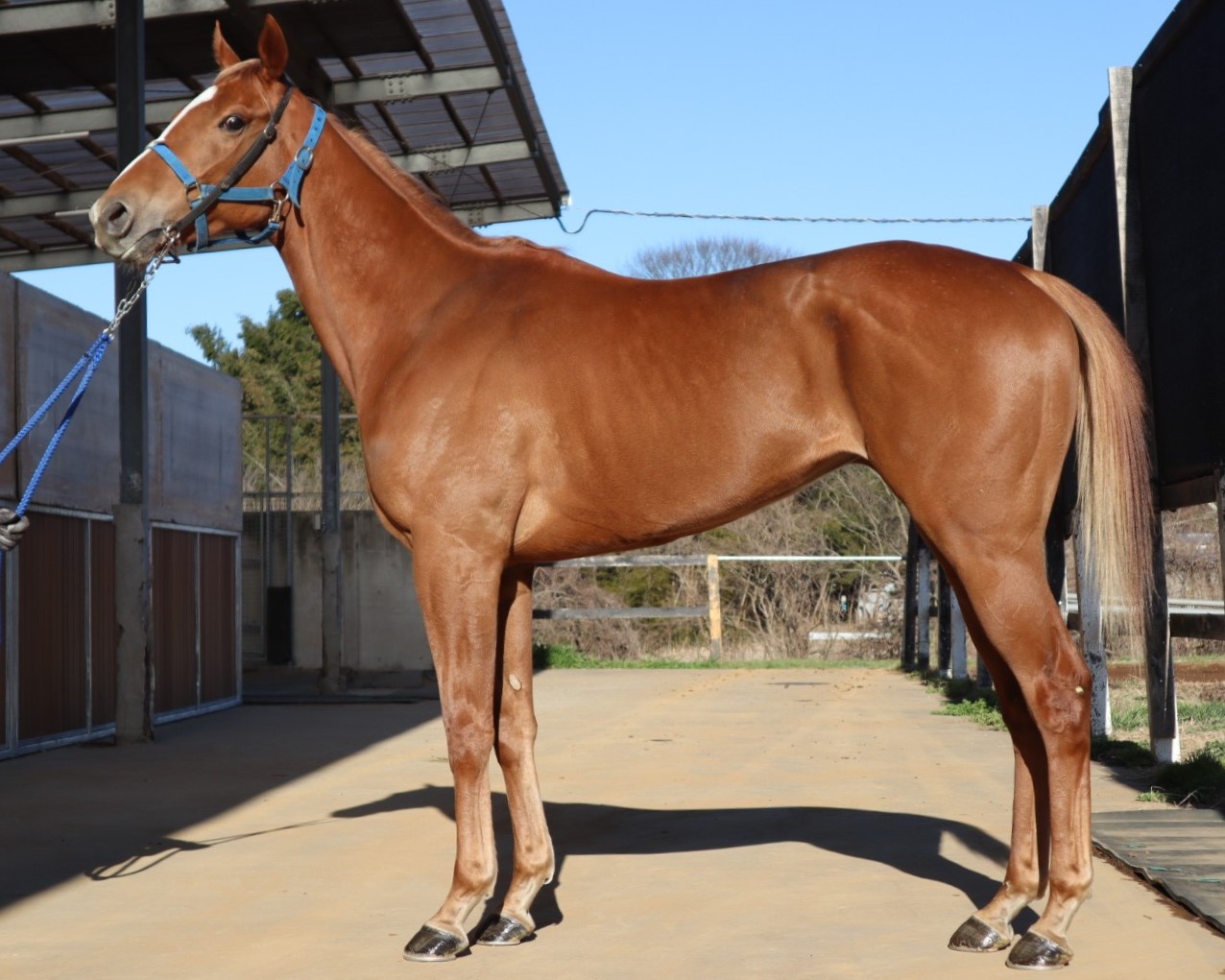 ポンポンダリア 牝3歳 ※中央競馬 登録抹消 | サラブレッド