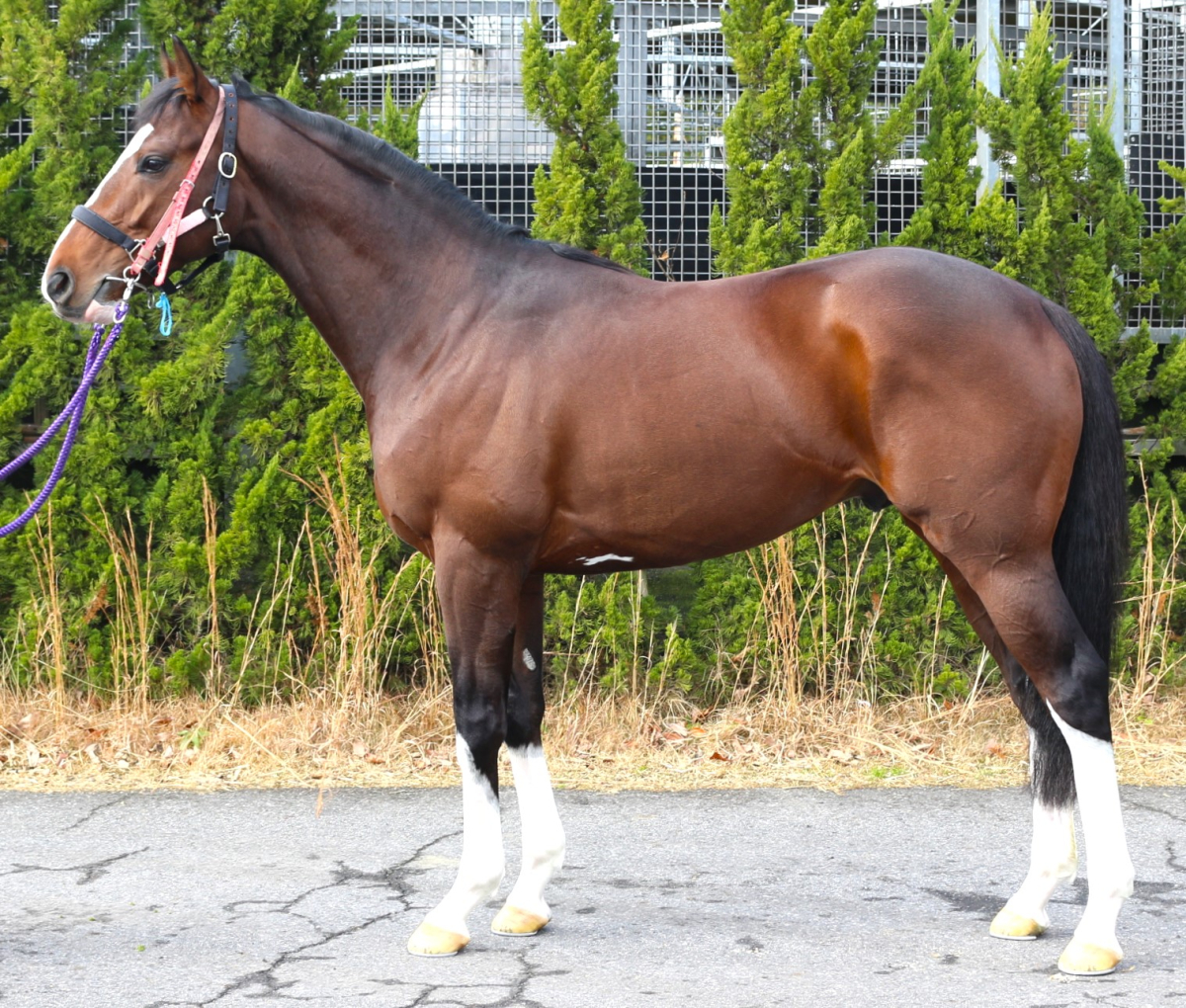 ウィルソンウェイ 牡3歳 ※中央競馬 登録抹消 | サラブレッド