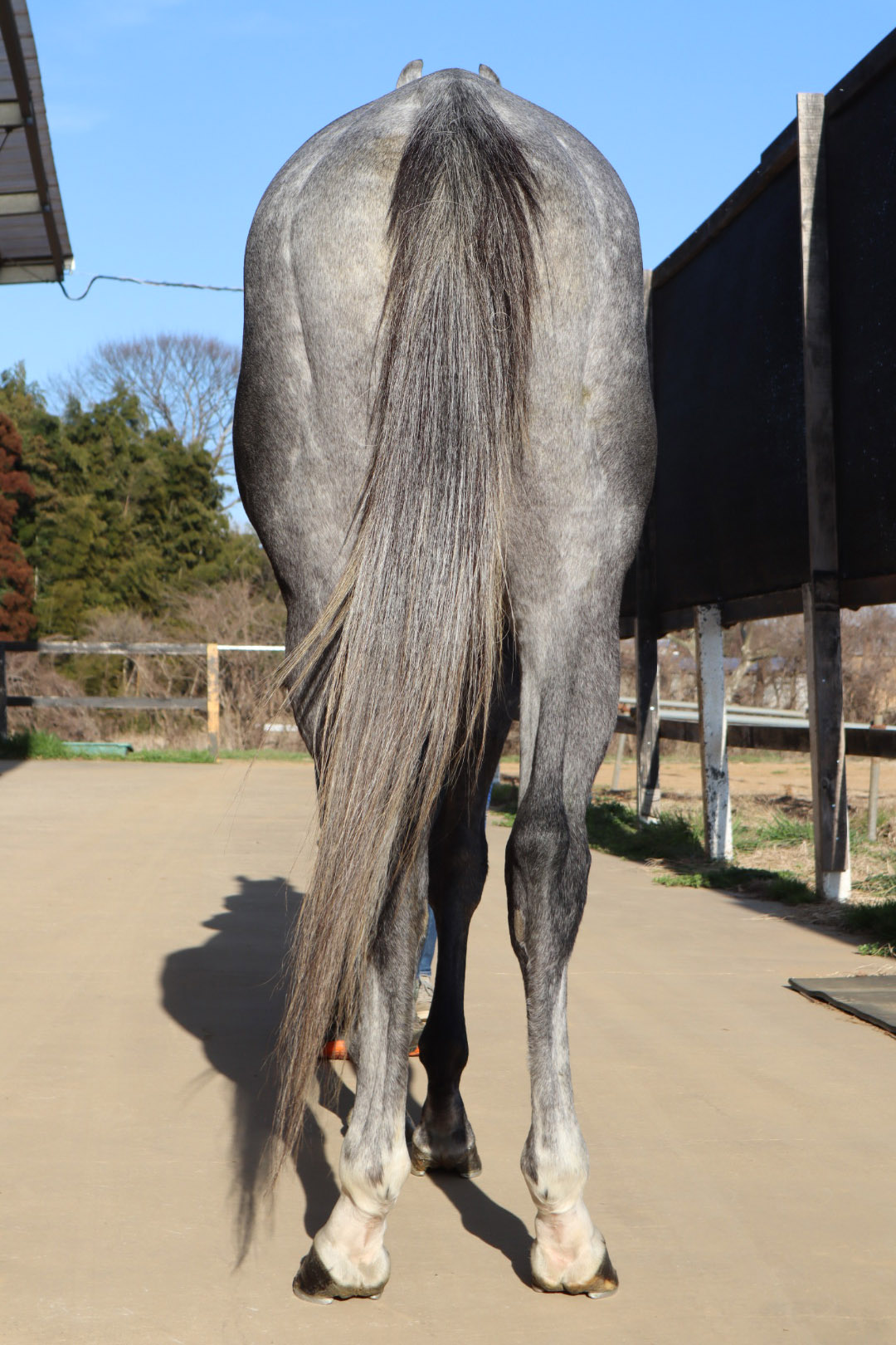 サルジュターグ 牡4歳 ※中央競馬 登録抹消 | サラブレッド