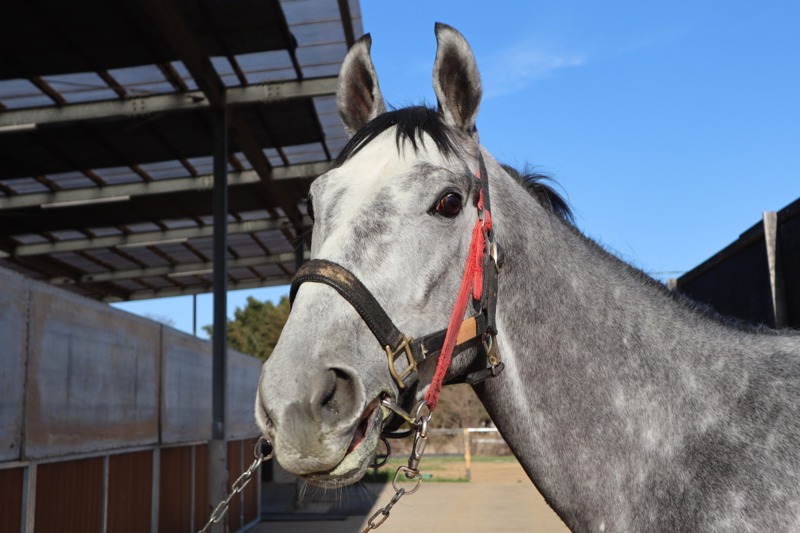 サルジュターグ 牡4歳 ※中央競馬 登録抹消 | サラブレッド