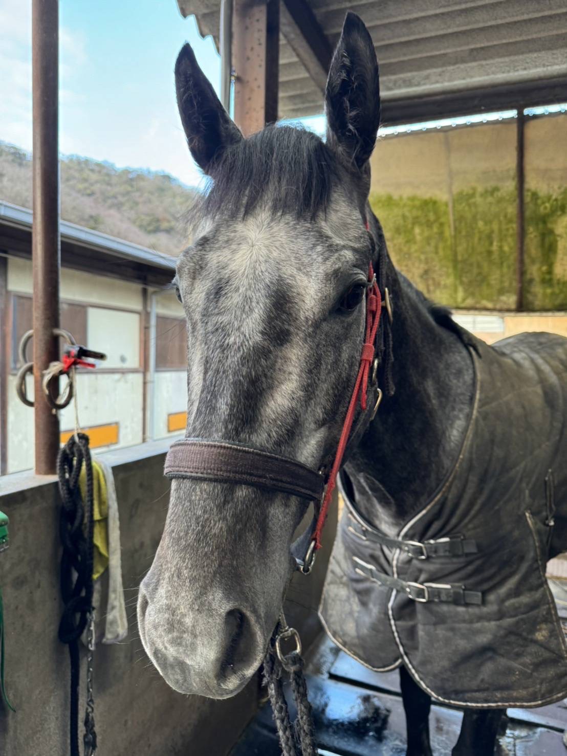 エイシンセブン 牡4歳 ※地方競馬 在籍 | サラブレッドオークション