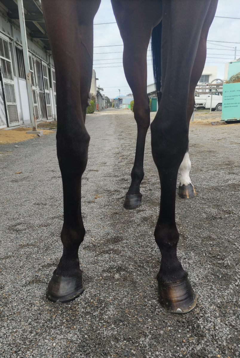 キョウモモユリコ 牝4歳 ※地方競馬 在籍 | サラブレッド