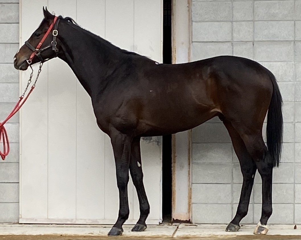 エイシングラス 牡5歳 ※地方競馬 在籍 | サラブレッドオークション