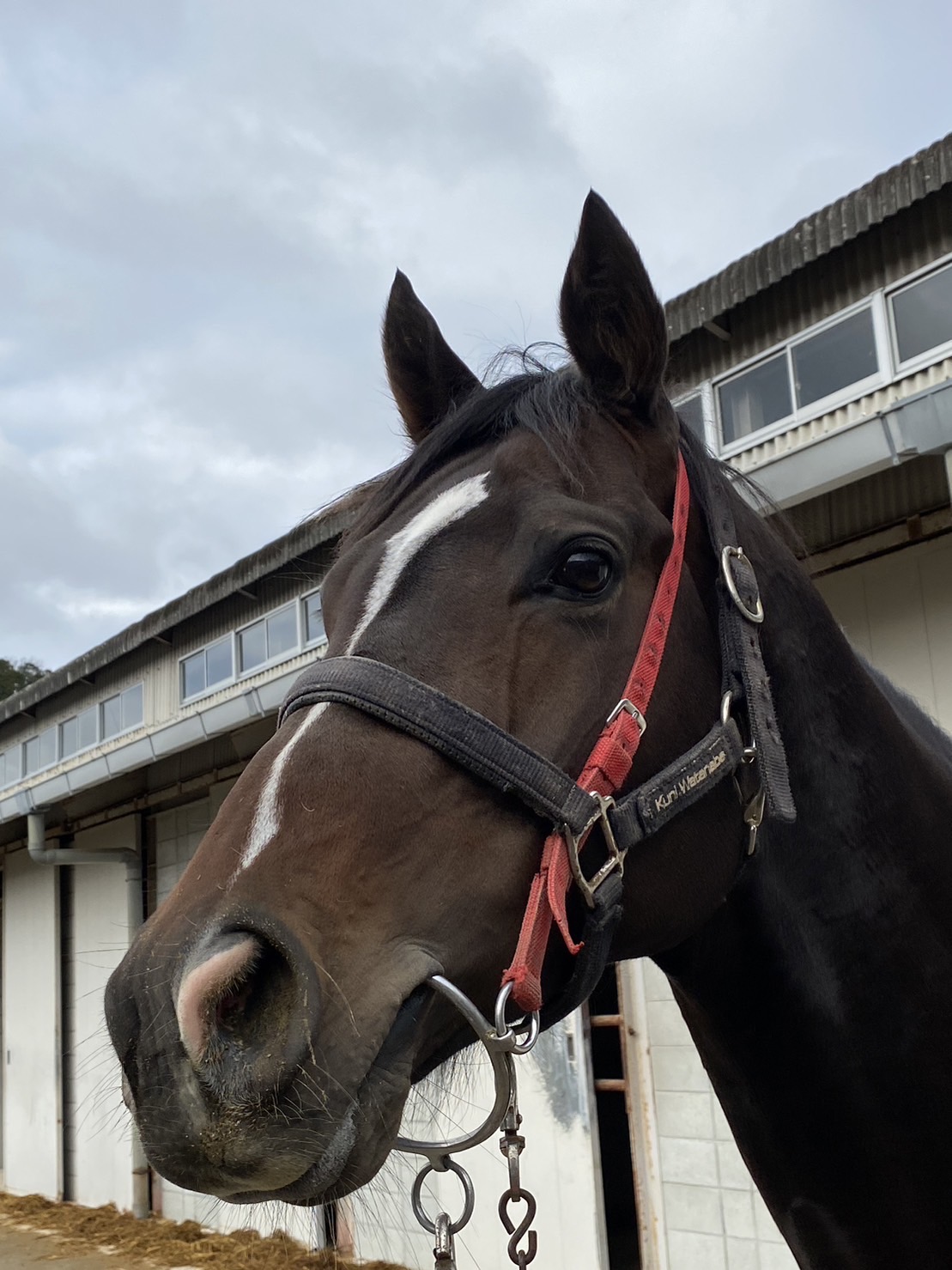 エイシングラス 牡5歳 ※地方競馬 在籍 | サラブレッドオークション