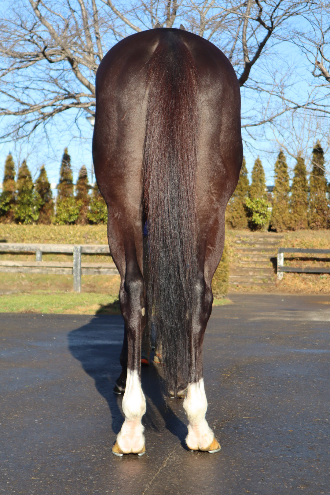 イーベンホルツ セン７歳 ※地方競馬 在籍 | サラブレッドオークション