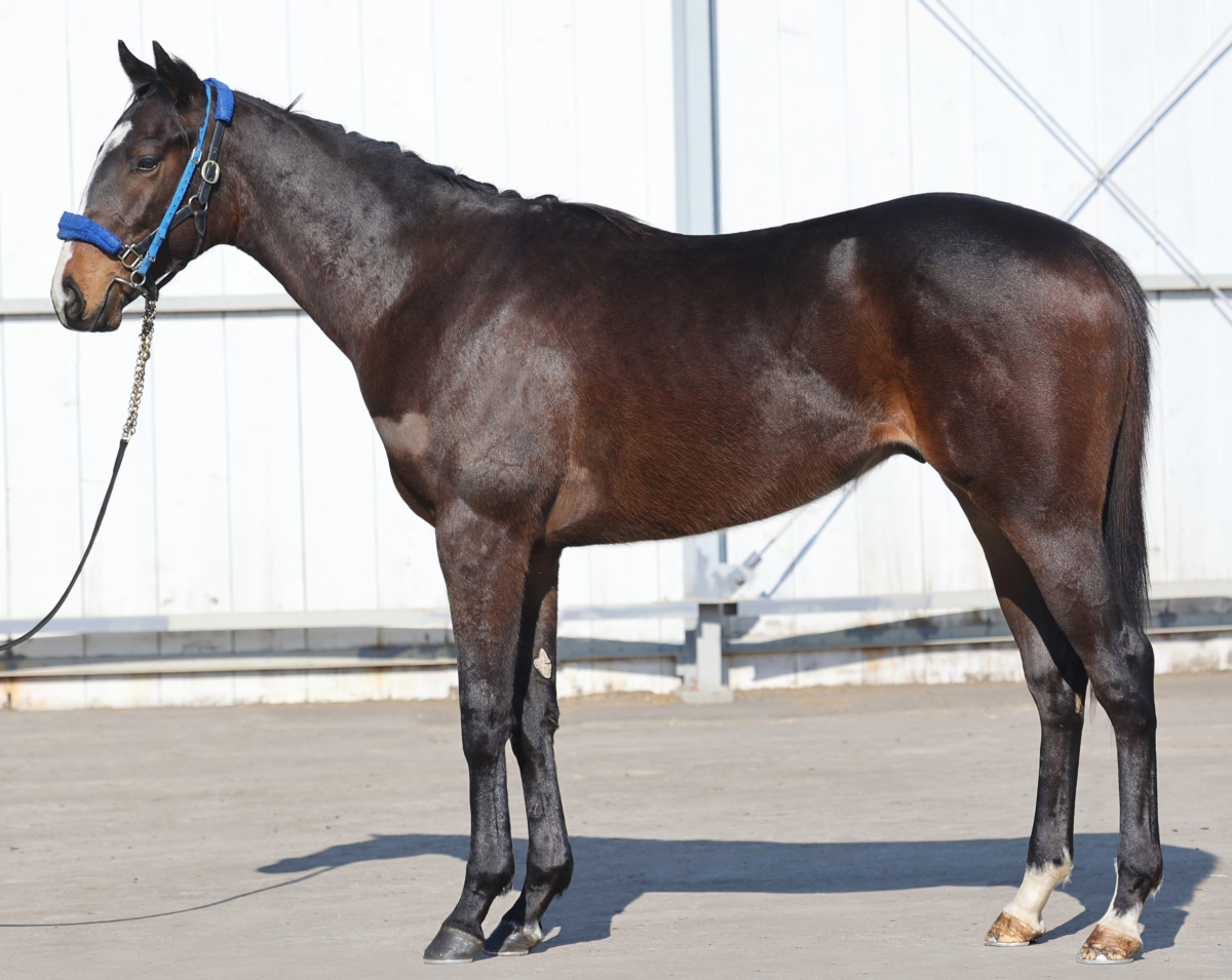ララエクレリゼの22 牡2歳 ※育成馬 | サラブレッドオークション