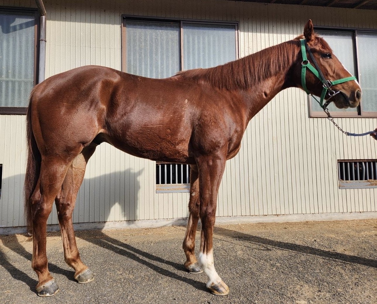ラブパラドックス 牡3歳 ※中央競馬 登録抹消 | サラブレッド
