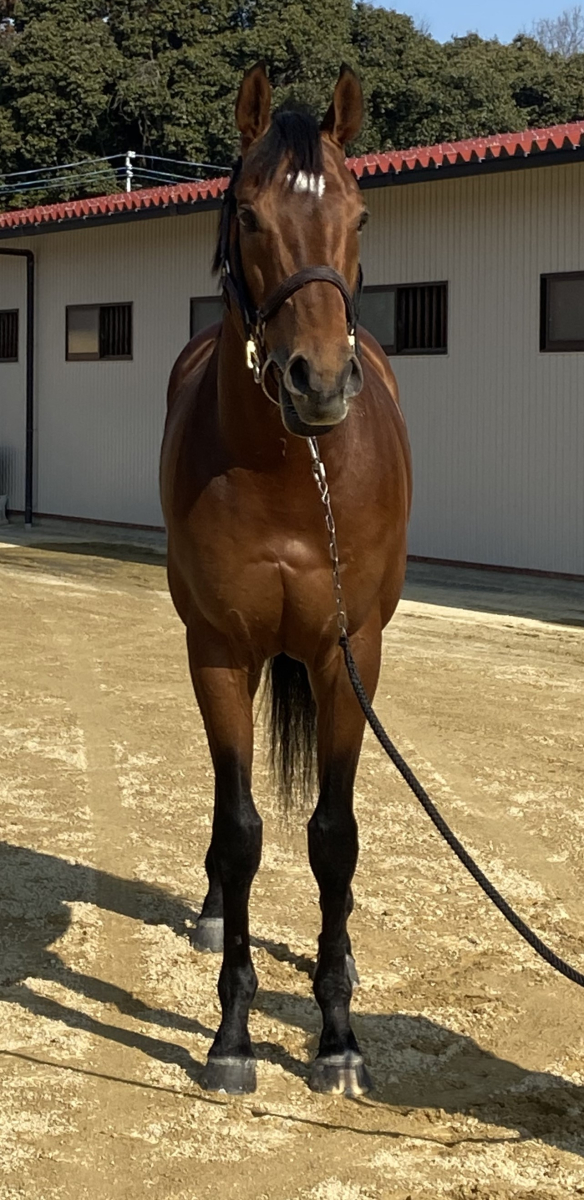 ナムラスワガー 牡6歳 ※中央競馬 登録抹消 | サラブレッド