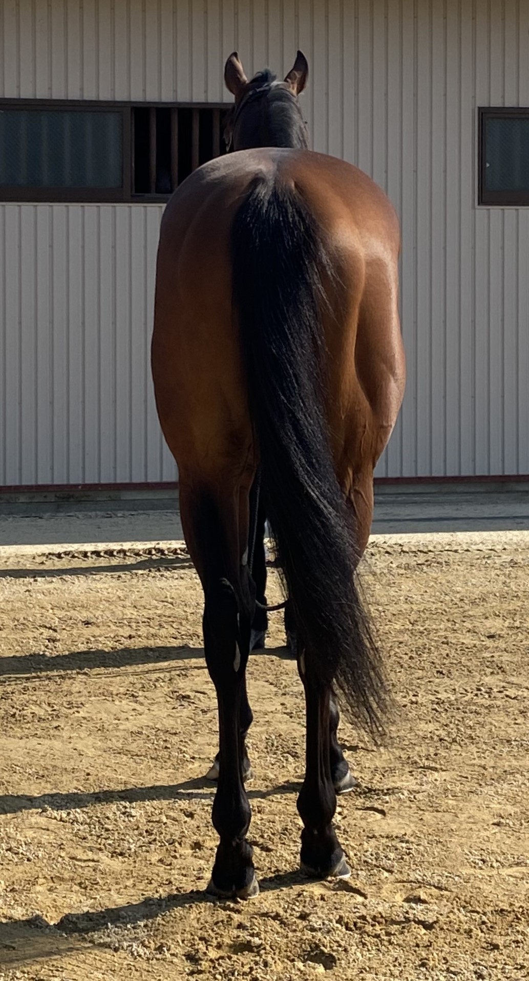 ナムラスワガー 牡6歳 ※中央競馬 登録抹消 | サラブレッド