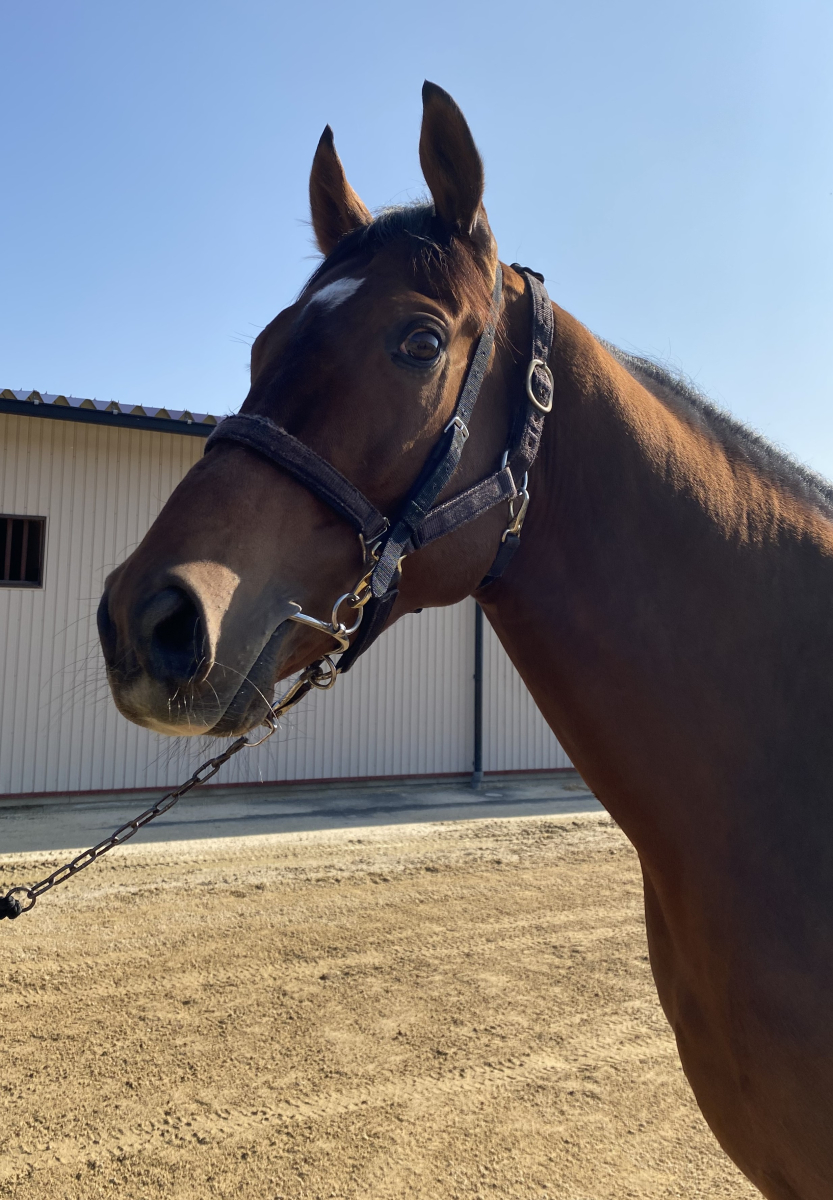 ナムラスワガー 牡6歳 ※中央競馬 登録抹消 | サラブレッド