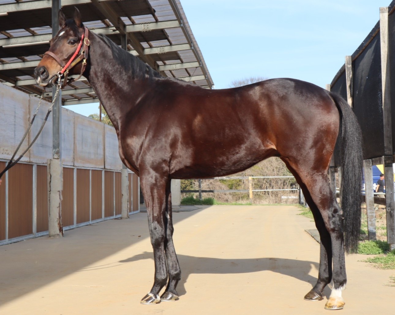 【値下げしました】日本の種牡馬録７　1995年版 値下げしました】日本の種牡馬録7 1995年版 値下げしました】日本の