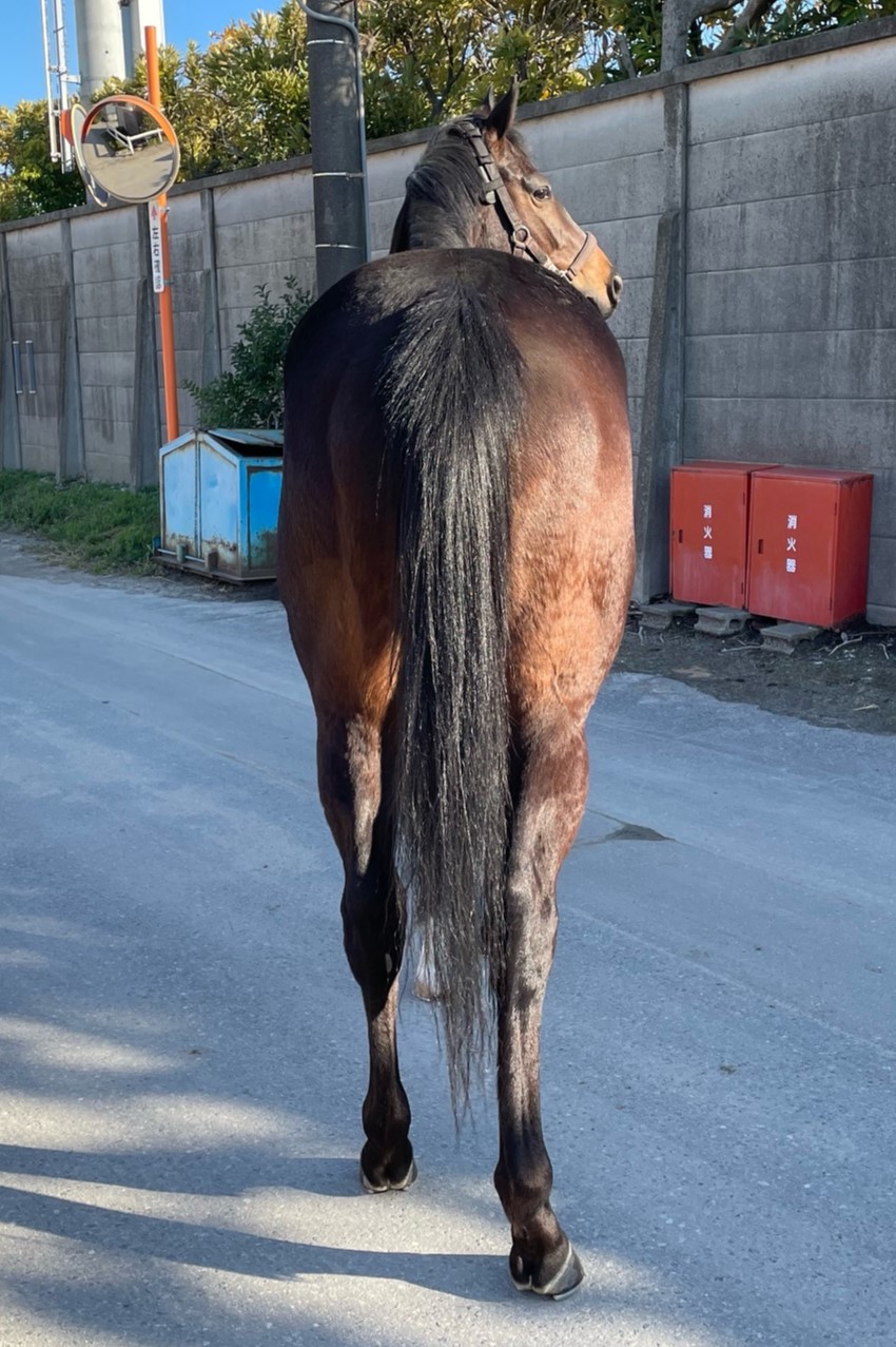 ミホノキセキ 牝3歳 ※地方競馬 在籍 | サラブレッドオークション ミホノキセキ 牝3歳 ※地方競馬 在籍 | サラブレッドオークション