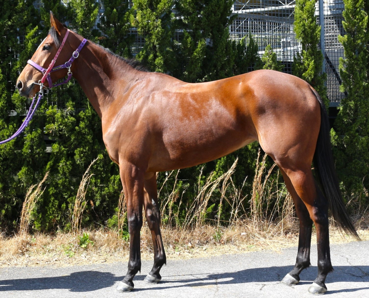 ショウナンラジョア 牝3歳 ※中央競馬 登録抹消 | サラブレッド