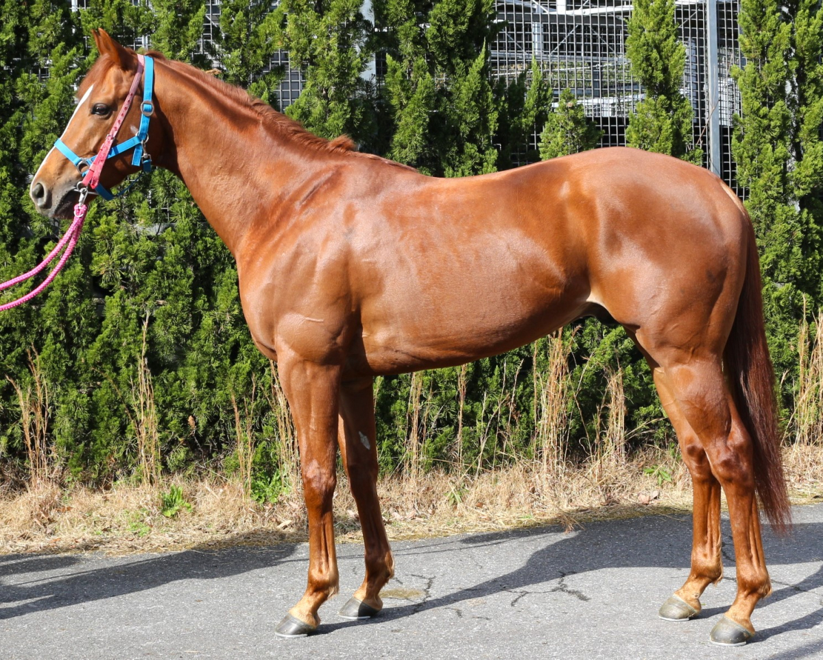 ドゥヴァンスマン　　牡４歳　　※中央競馬　登録抹消_main1