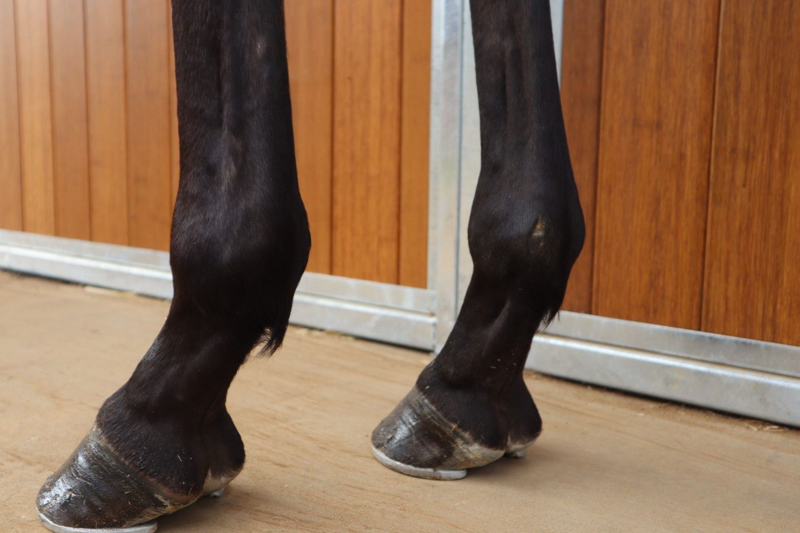 ラブヒカリ 牝4歳 ※地方競馬 在籍 | サラブレッドオークション ラブヒカリ 牝4歳 ※地方競馬 在籍 | サラブレッドオークション
