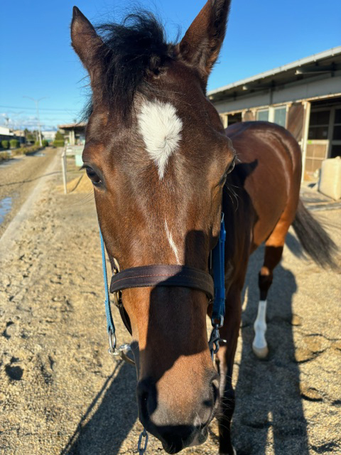 ライジングホープ 牝4歳 ※地方競馬 在籍 | サラブレッド ライジングホープ 牝4歳 ※地方競馬 在籍 | サラブレッド