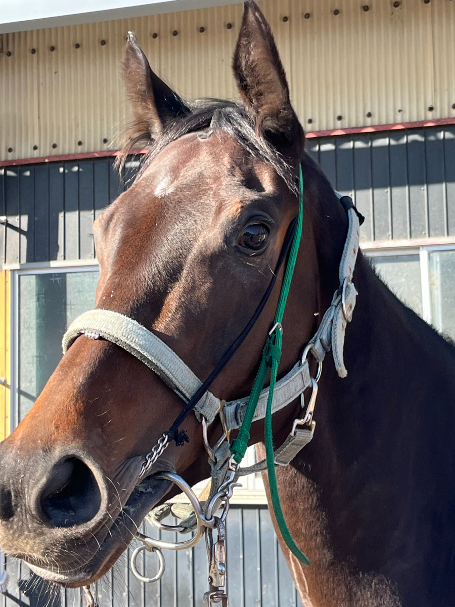 モンテッソーリ 牝5歳 ※地方競馬 在籍 | サラブレッドオークション
