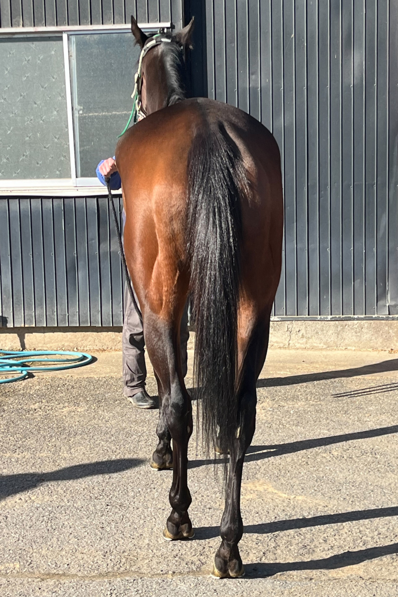 モンテッソーリ 牝5歳 ※地方競馬 在籍 | サラブレッドオークション