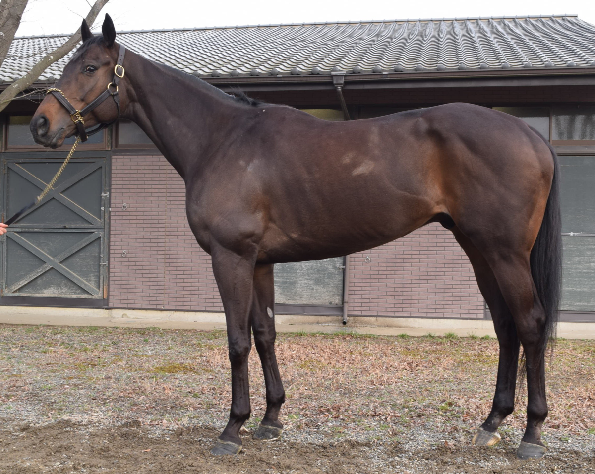 パイロスコープ セン６歳 ※地方競馬 在籍 | サラブレッドオークション