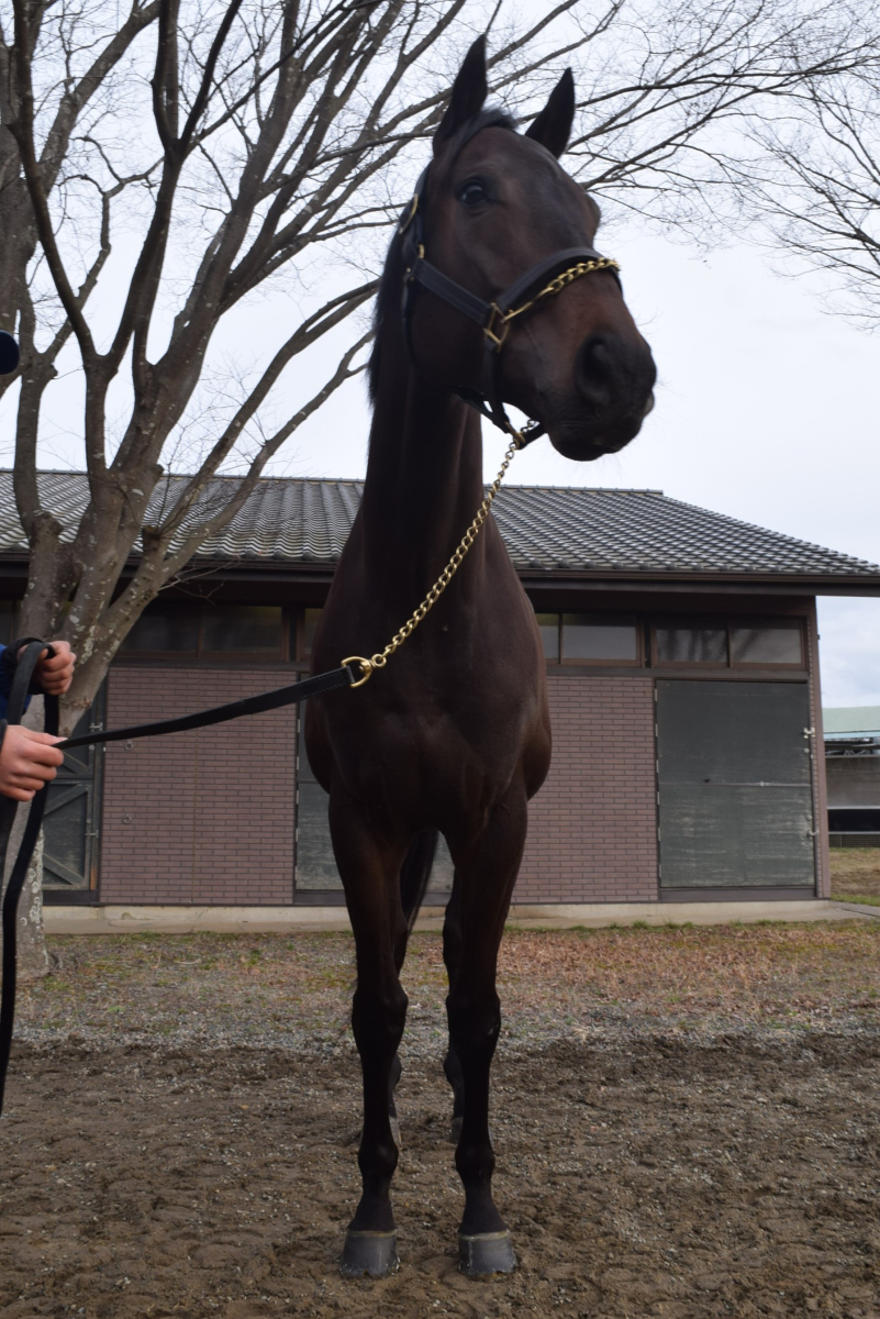 パイロスコープ セン6歳 ※地方競馬 在籍 | サラブレッド