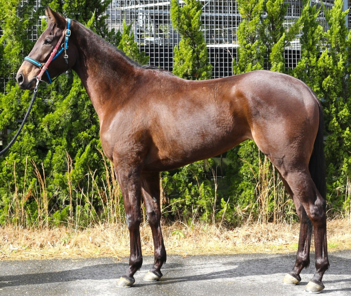 メイショウトコナツ 牝３歳 ※中央競馬 登録抹消 | サラブレッド