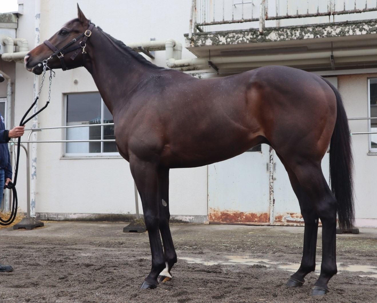 ウインエイムハイ 牡５歳 ※中央競馬 登録抹消 | サラブレッドオークション